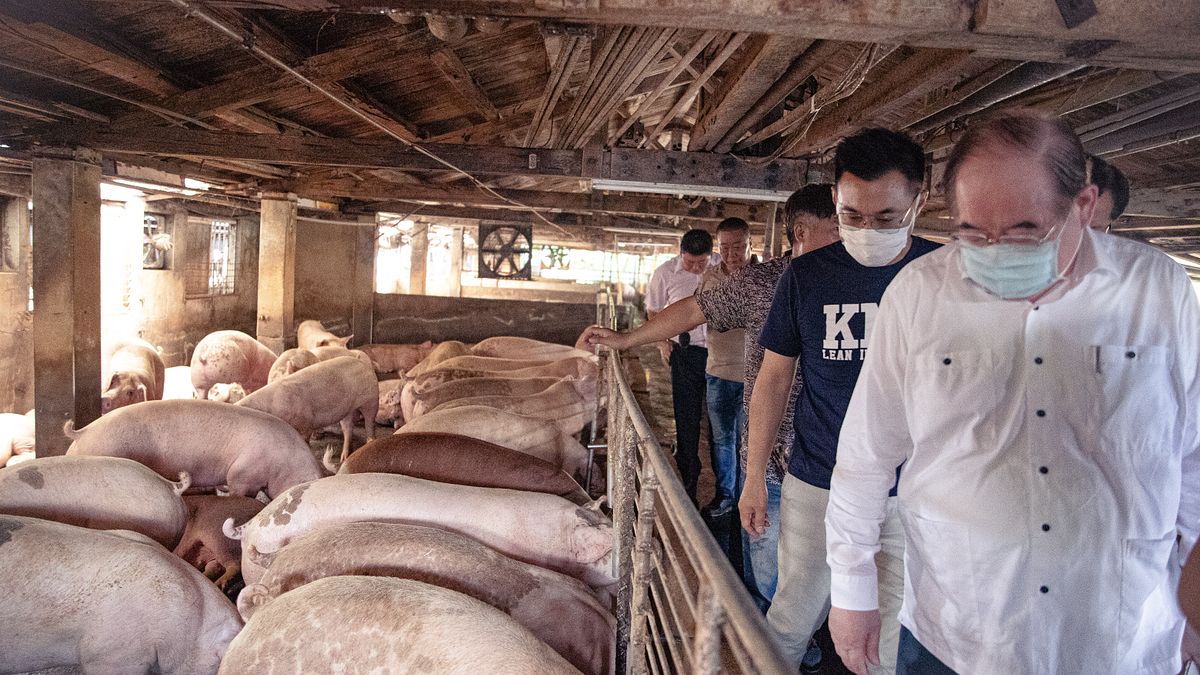 總統蔡英文前一天突宣布解禁美豬、美牛後,國民黨主席江啟臣(左二)與秘書長李乾龍(左一)等人29日至花蓮縣拜訪養豬業者,了解業者看法。(國民黨文傳會提供) 總統蔡英文前一天突宣布解禁美豬、美牛後,國民黨主席江啟臣(左二)與秘書長李乾龍(左一)等人29日至花蓮縣拜訪養豬業者,了解業者看法。(國民黨文傳會提供)