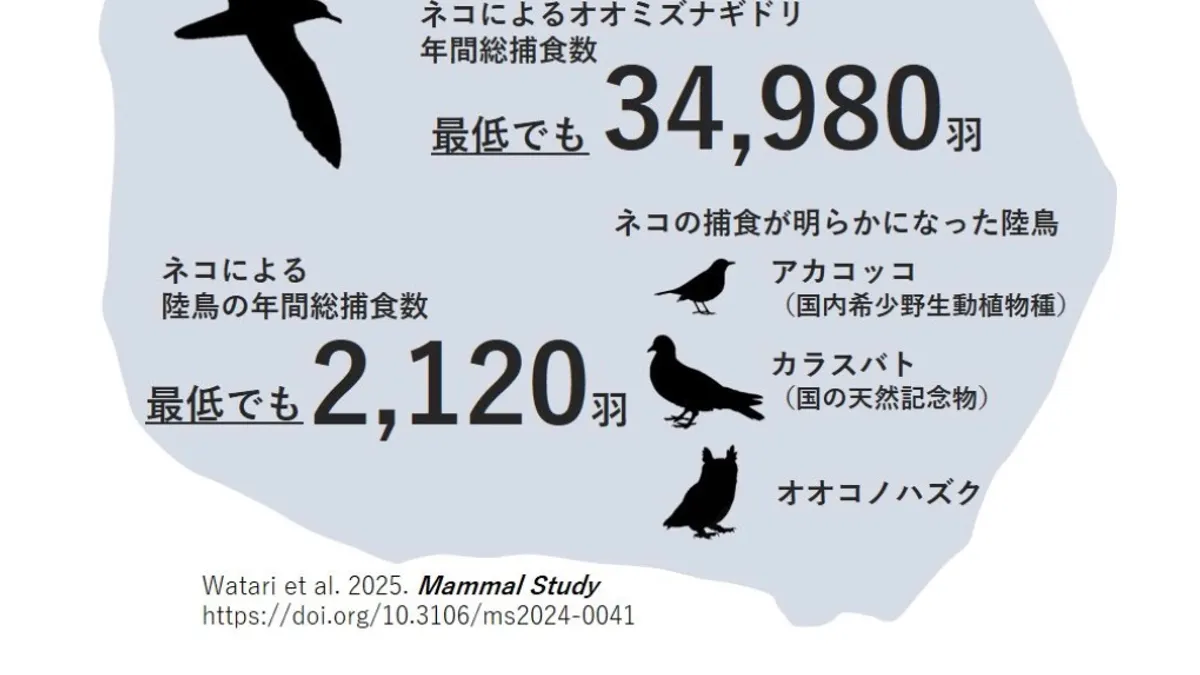 御藏島的貓咪對島上的鳥類造成生態浩劫。(日本森林總合研究所) 御藏島的貓咪對島上的鳥類造成生態浩劫。(日本森林總合研究所)