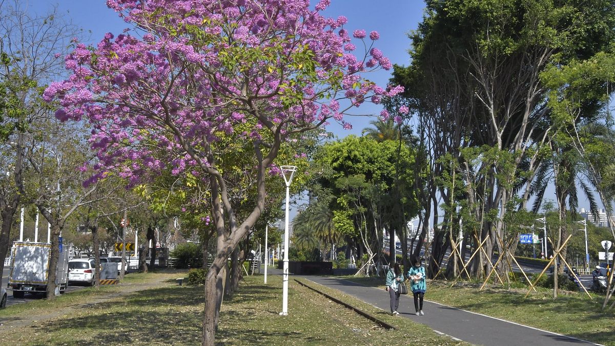 洋紅風鈴木有著不輸櫻花的姿色,在疫情期間更帶給市民溫暖的力量。(圖/工務局提供) 洋紅風鈴木有著不輸櫻花的姿色,在疫情期間更帶給市民溫暖的力量。(圖/工務局提供)