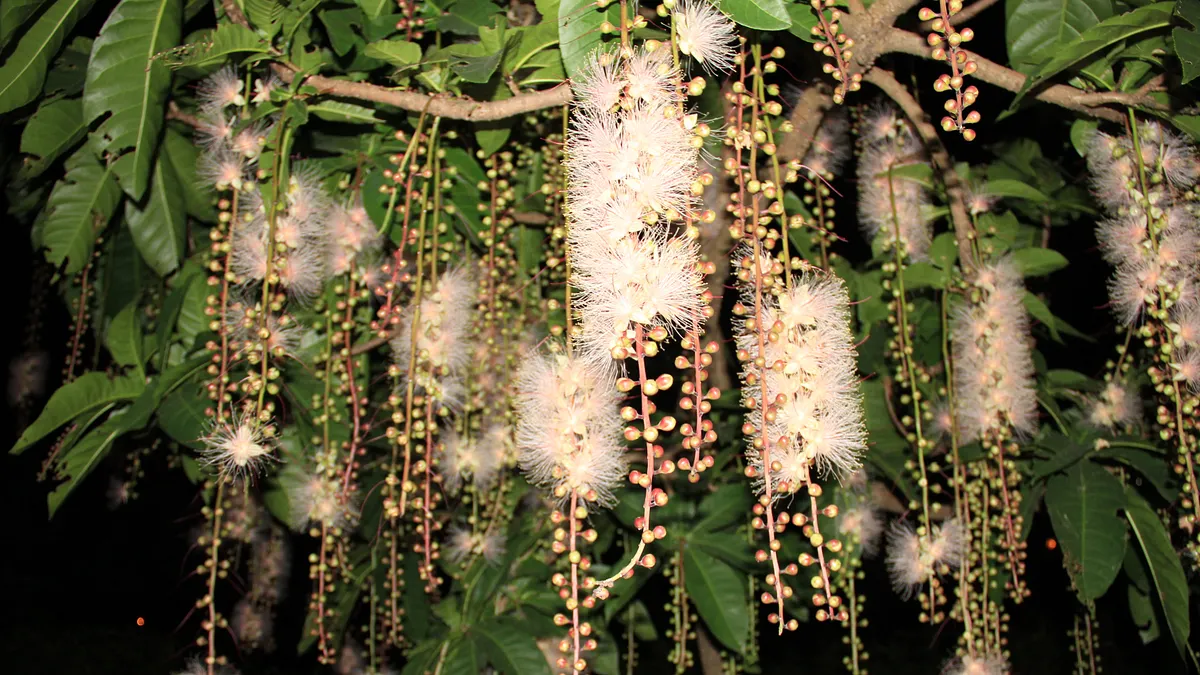 穗花棋盤腳入夜綻放 彷彿「夏季煙火」