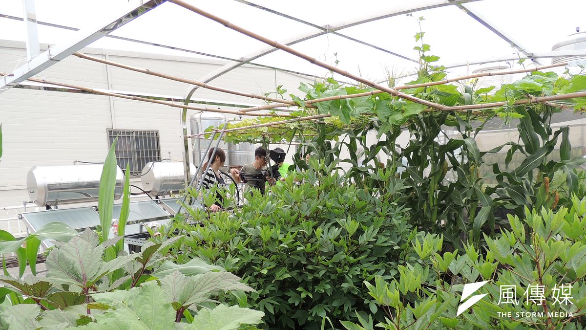 105年楠梓區兒子的魚與爸爸的菜相遇在一家人的屋頂農場。(圖/徐炳文攝) 105年楠梓區兒子的魚與爸爸的菜相遇在一家人的屋頂農場。(圖/徐炳文攝)