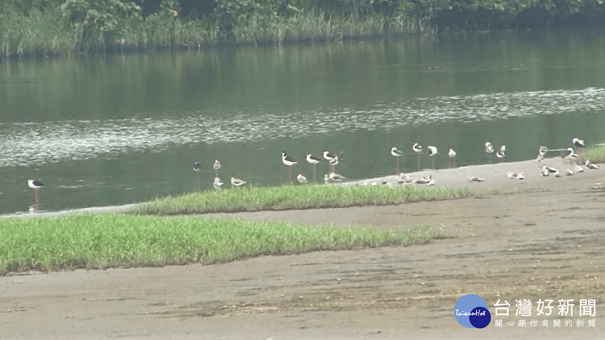 金城湖侯鳥紛飛 高達45種鳥類出沒 金城湖侯鳥紛飛 高達45種鳥類出沒