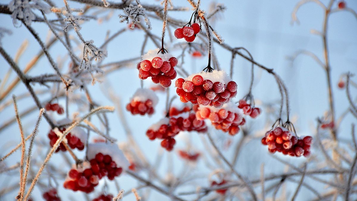 今年10月24日00點22分進入霜降,是秋季中的最後一個節氣,也意味著冬季的開始。(示意圖/取自pixabay) 今年10月24日00點22分進入霜降,是秋季中的最後一個節氣,也意味著冬季的開始。(示意圖/取自pixabay)