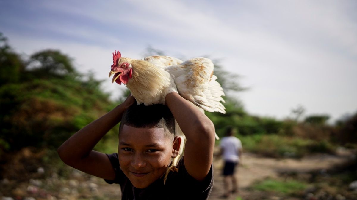 2025年2月4日。在哥倫比亞的委內瑞拉Wayuu原住民移民男童在與一隻雞玩耍。(AP) 2025年2月4日。在哥倫比亞的委內瑞拉Wayuu原住民移民男童在與一隻雞玩耍。(AP)