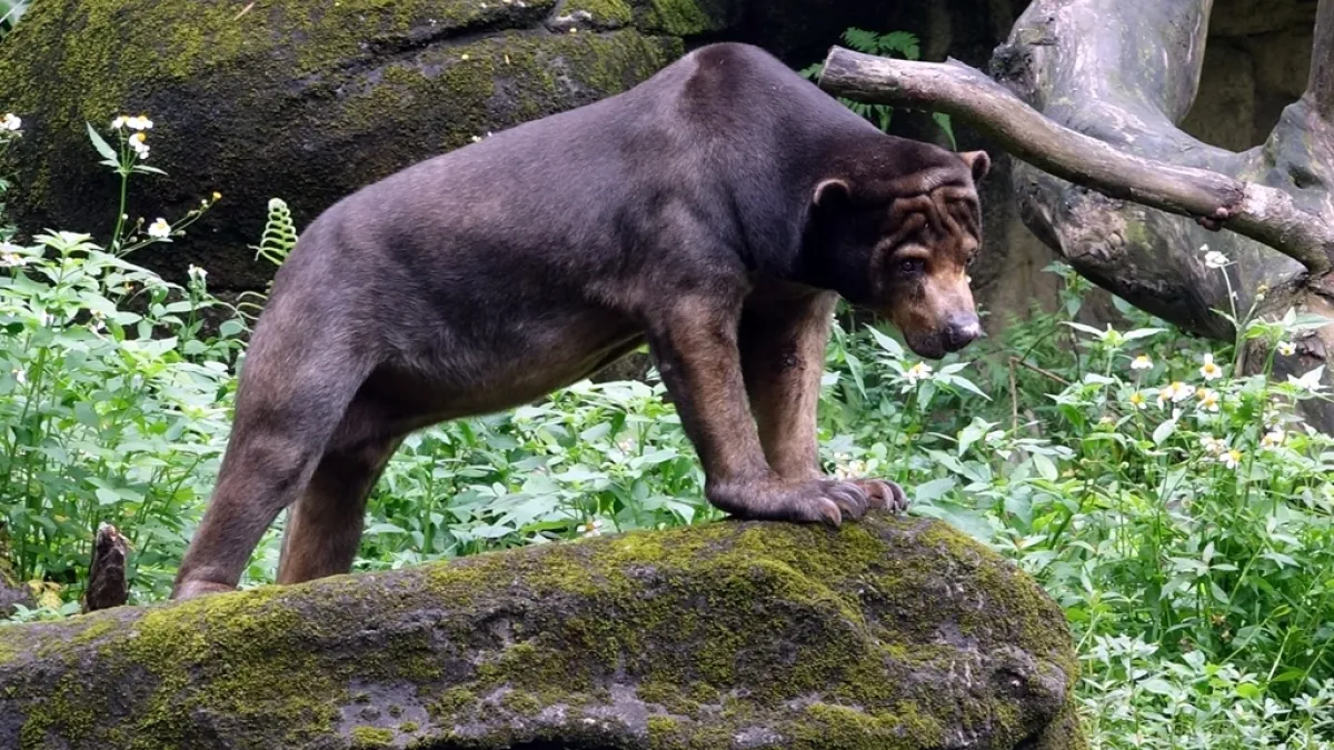 禽流感肆虐!動物飲食無虞 動物園備四款肉品替代