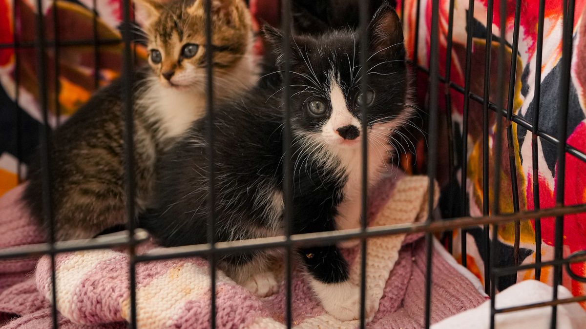 泡泡:《詩人廣場的貓》選摘(1)