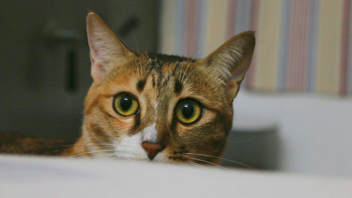 貓這樣活不下去:《詩人廣場的貓》選摘(3)