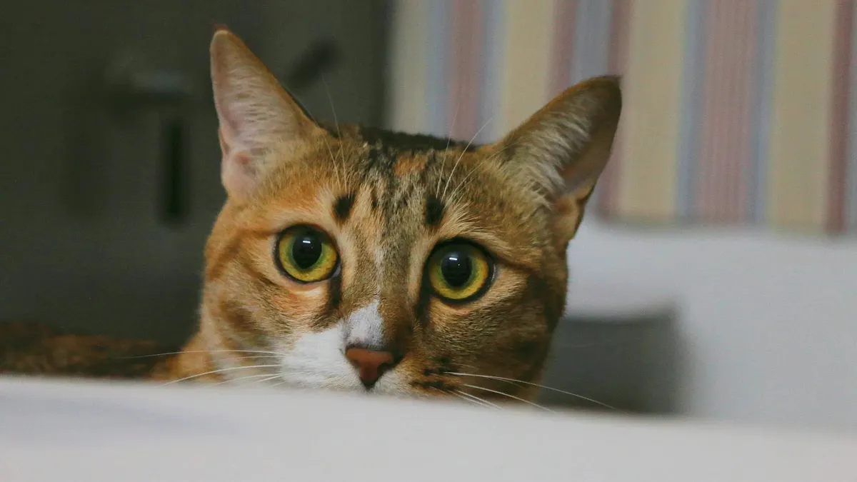 徹夜待在動物醫院急診室絕非僅有動物,還有人類。(示意圖/取自pexels)