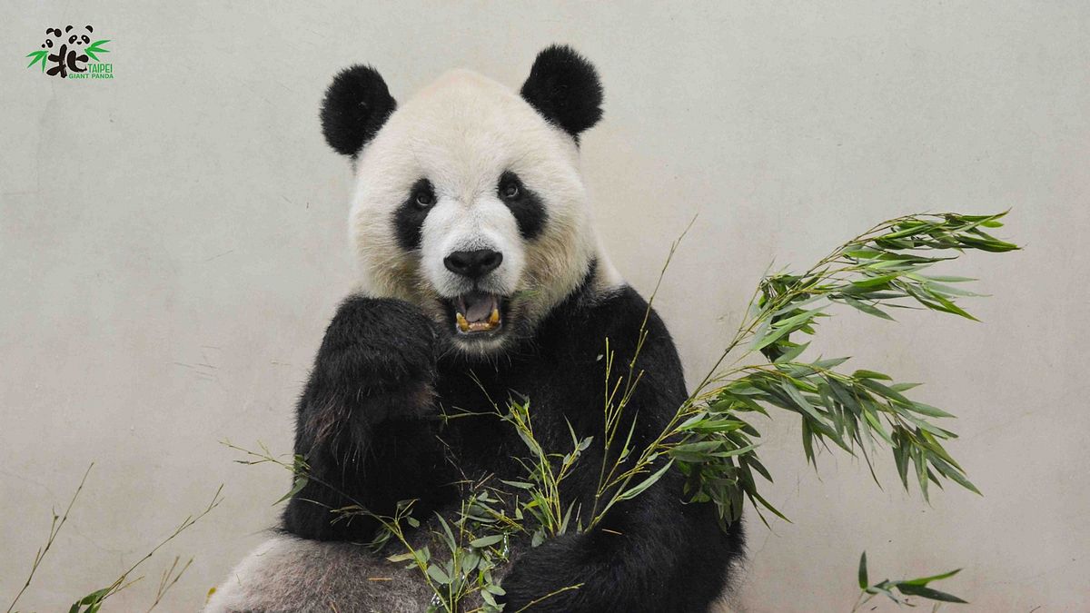 熊貓是珍貴的保育類動物,可愛的模樣不但讓全世界為之著迷,也撐起了中國的外交橋梁。(示意圖/取自台北市立動物園臉書) 熊貓是珍貴的保育類動物,可愛的模樣不但讓全世界為之著迷,也撐起了中國的外交橋梁。(示意圖/取自台北市立動物園臉書)