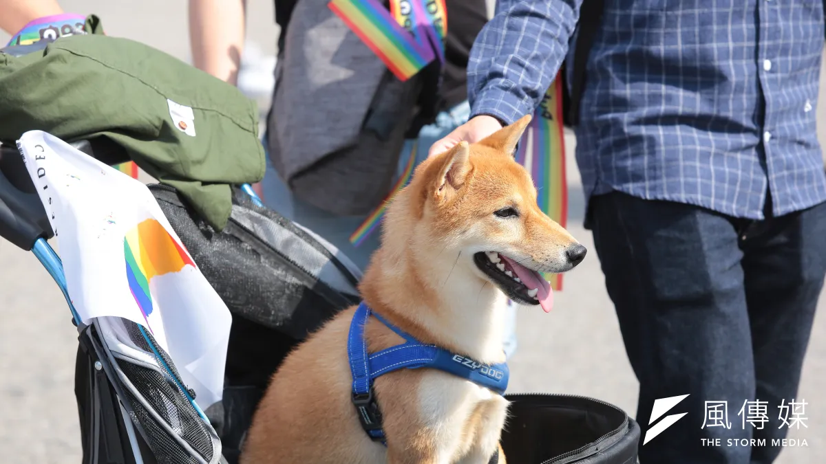 今(17)日台灣同志諮詢熱線發佈首份同志老年議題問卷調查,很多同志憂心老年生活陷入困境,圖為2018台灣同志遊行,主人帶柴犬一同參與。(顏麟宇攝)