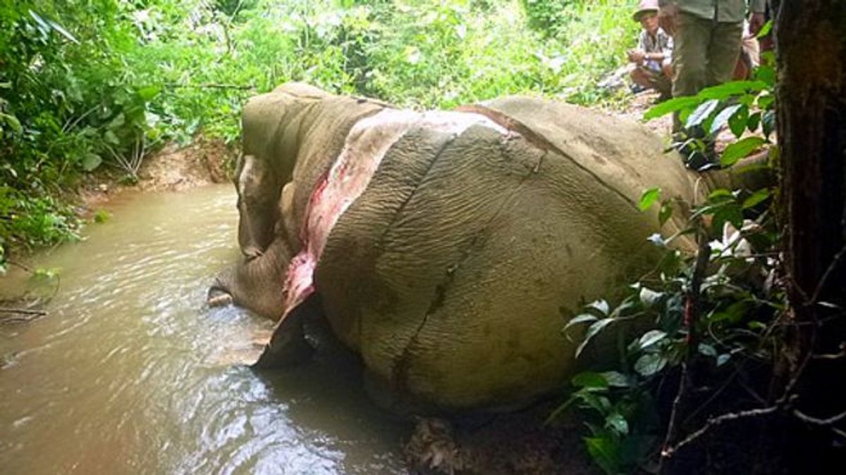 緬甸和中國邊境地區的熱帶雨林驚現被獵殺並剝皮的大象屍體,怵目驚心。(圖取自BBC中文網) 緬甸和中國邊境地區的熱帶雨林驚現被獵殺並剝皮的大象屍體,怵目驚心。(圖取自BBC中文網)