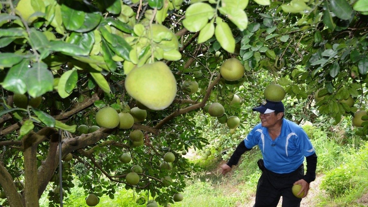 梅姬侵台柚農擔心收成被毀 展開防颱措施減輕災損 梅姬侵台柚農擔心收成被毀 展開防颱措施減輕災損