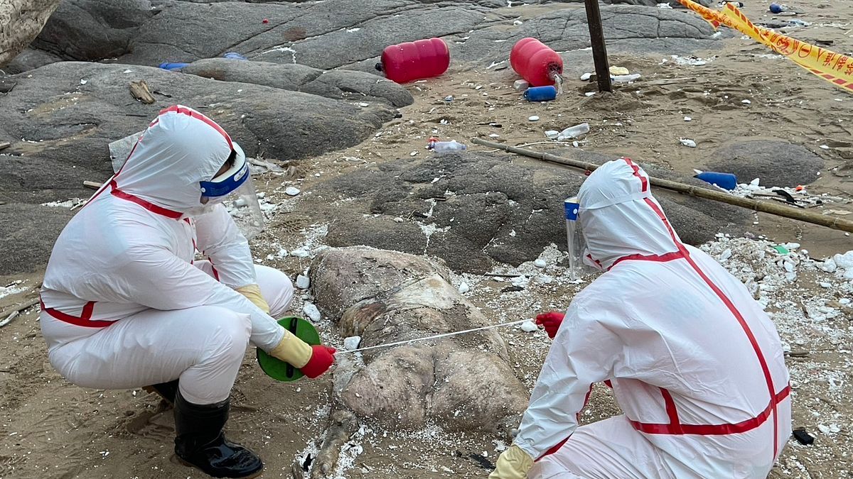才爆非洲豬瘟!馬祖北竿沙灘驚見「海漂豬屍」 海巡署立即啟動防疫應變機制
