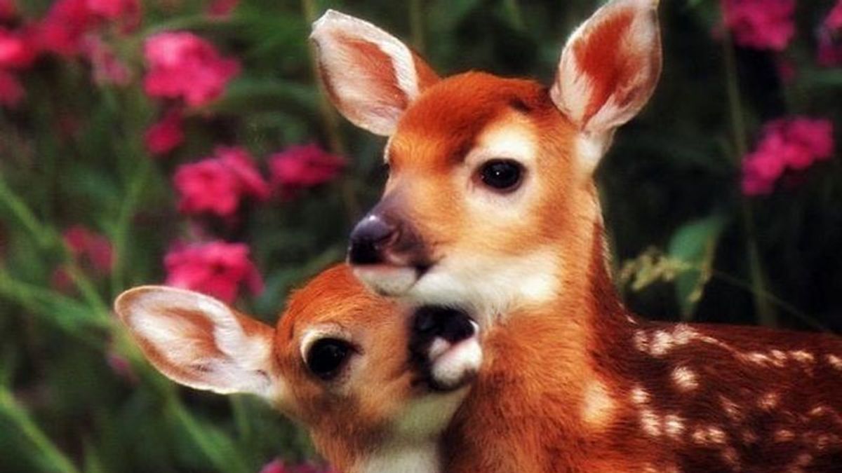 諾貝爾生醫獎得主之一的屠呦呦,因為名字特殊,讓詩經〈鹿鳴〉篇爆紅。(來源:廟八農業網) 諾貝爾生醫獎得主之一的屠呦呦,因為名字特殊,讓詩經〈鹿鳴〉篇爆紅。(來源:廟八農業網)