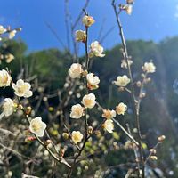探索北橫冬季之美,賞梅活動將於桃園角板山行館登場,邀民眾共賞花海。(圖/桃園市政府風景區管理處提供) 探索北橫冬季之美,賞梅活動將於桃園角板山行館登場,邀民眾共賞花海。(圖/桃園市政府風景區管理處提供)