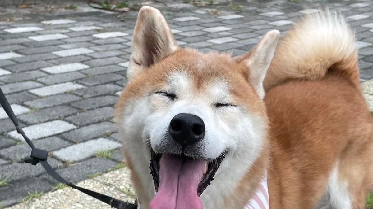 中市社會局與台中社會創新實驗基地輔導下創立「再寵生活」,利用二手衣與廢棄的邊角布料,重新製作成寵物配件服飾。(圖/台中市政府) 中市社會局與台中社會創新實驗基地輔導下創立「再寵生活」,利用二手衣與廢棄的邊角布料,重新製作成寵物配件服飾。(圖/台中市政府)