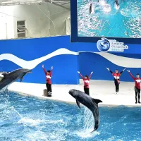 遠雄海洋公園園區內的鯨豚秀展演許可於2026年到期,官方經典演出《海豚傳說-跳浪奇緣》已於今年兒童連假正式劃下句點。(圖/取自遠雄海洋公園臉書粉專) 遠雄海洋公園園區內的鯨豚秀展演許可於2026年到期,官方經典演出《海豚傳說-跳浪奇緣》已於今年兒童連假正式劃下句點。(圖/取自遠雄海洋公園臉書粉專)
