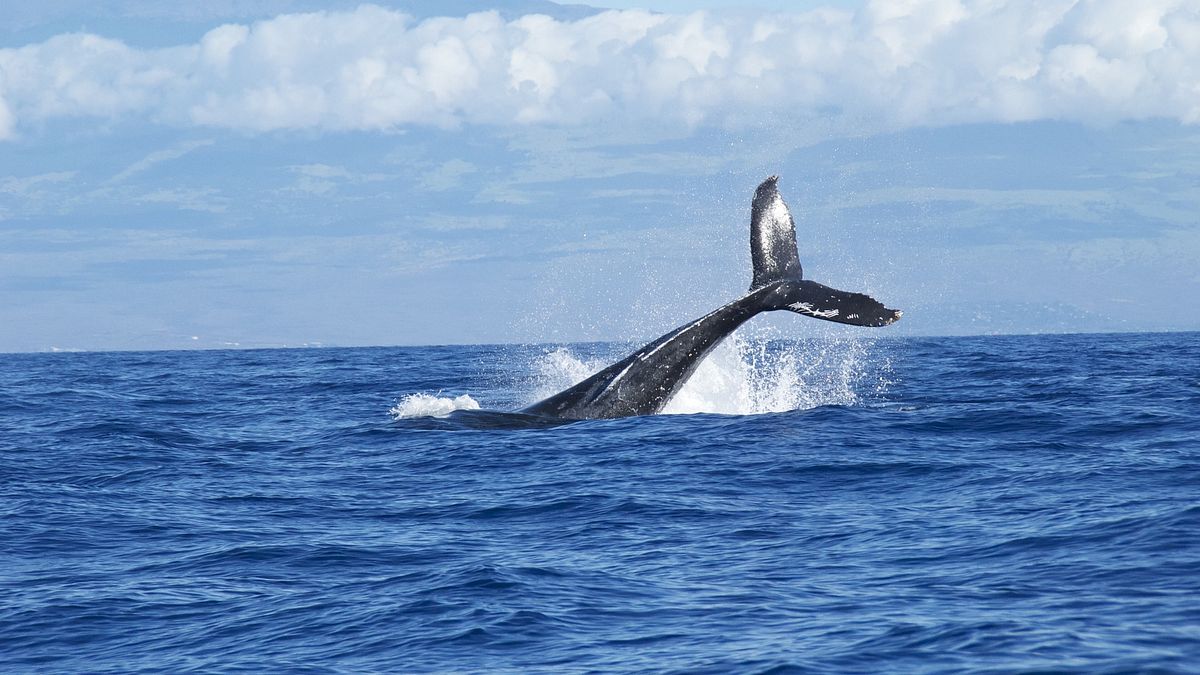 捕殺鯨魚早已被世界從三十年前就已經禁止了。(圖/Pixabay) 捕殺鯨魚早已被世界從三十年前就已經禁止了。(圖/Pixabay)