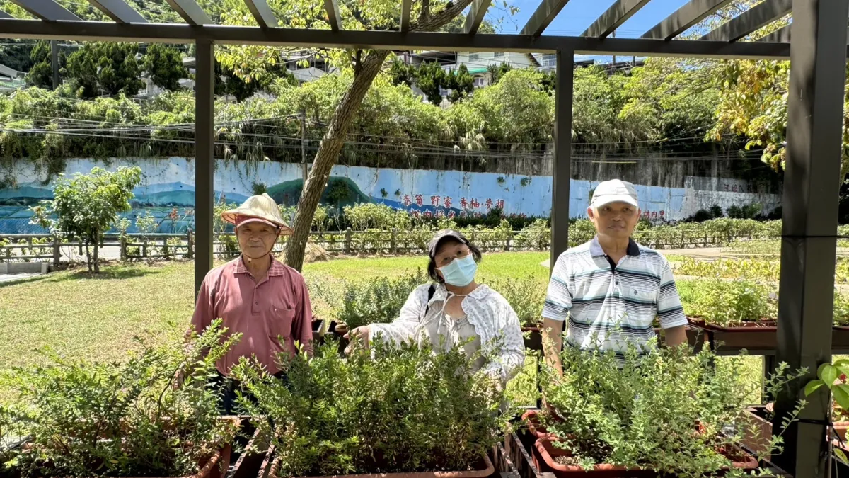 汐止區農會綠照園區打造高度100公分的不彎腰菜園區。(圖/新北市農業局提供)