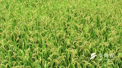 糧食自給率常攸關國家安全,農業部指出,極端天氣與國貿情勢等為我國偏低之因。(圖/趙筱蓓攝)