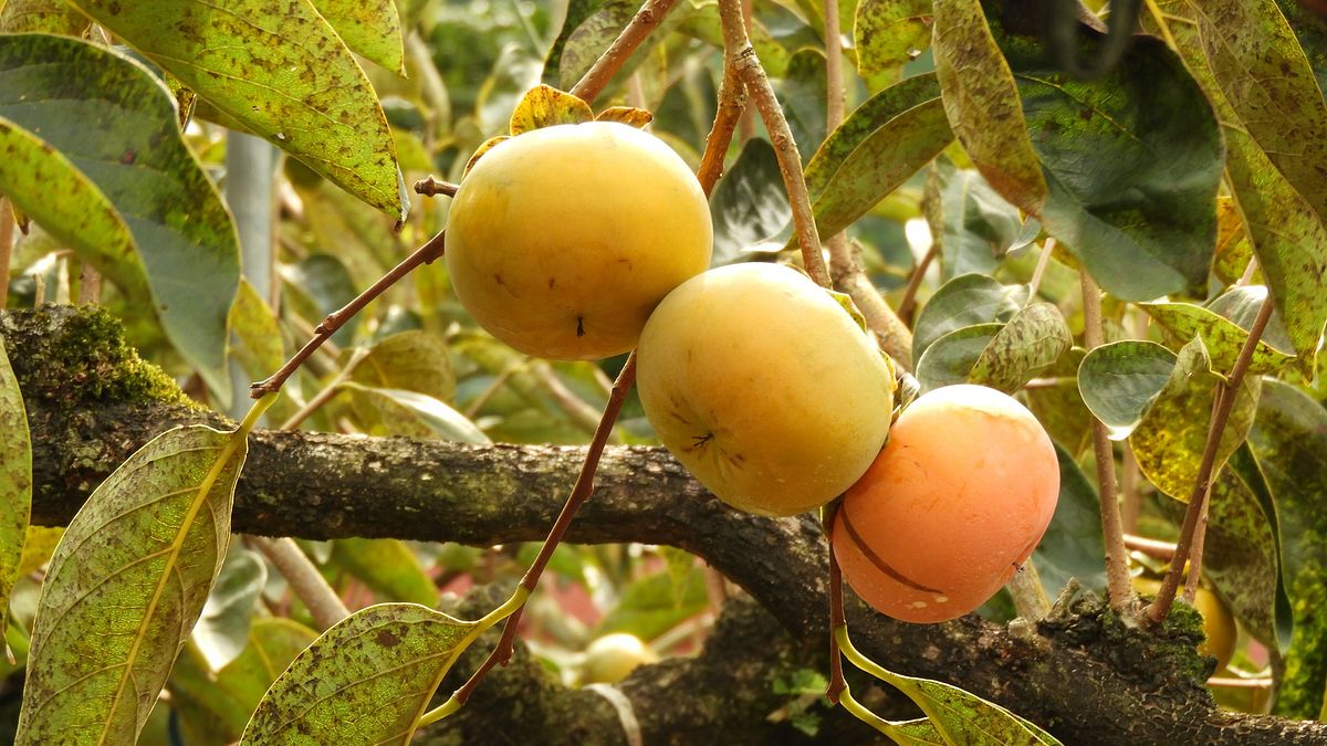 疏果優生學:《摩天嶺俱樂部》選摘(2)