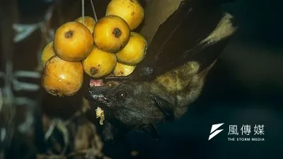 果蝠是伊波拉病毒的自然宿主(取自網路)