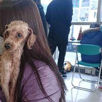 高市收容所悉心照顧 「髒抹布」貴賓狗變美了 高市收容所悉心照顧 「髒抹布」貴賓狗變美了