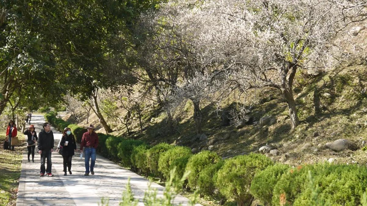 石門水庫周邊梅花盛開 春節值得一遊