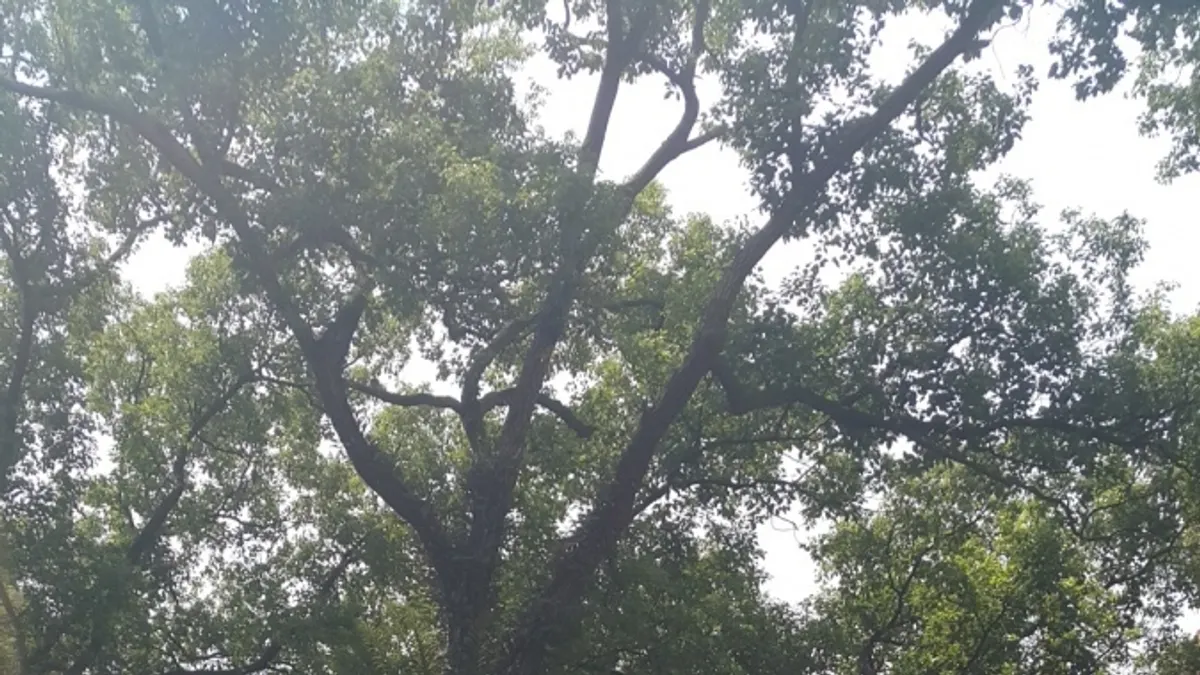 避免建案開發傷害 新店百年樟樹爭取老樹列管 避免建案開發傷害 新店百年樟樹爭取老樹列管