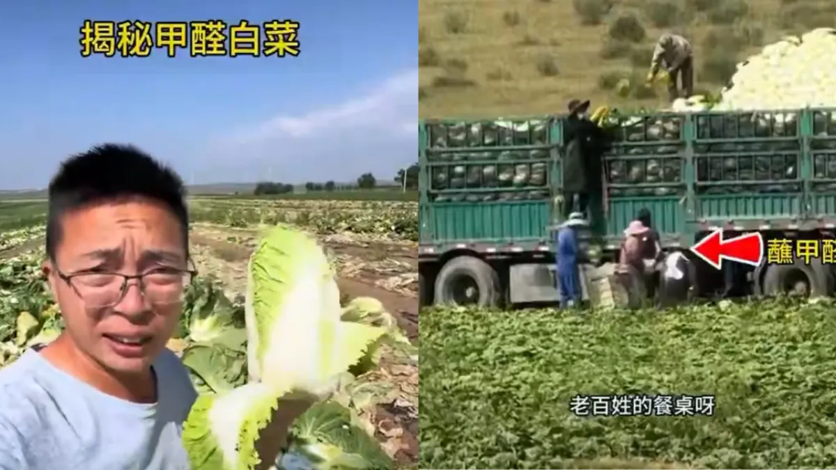 A Chinese social media user posted an undercover video alleging that vendors in Kangbao County, Zhangjiakou, Hebei, were soaking napa cabbage in formaldehyde solution before loading it onto trucks. (X)