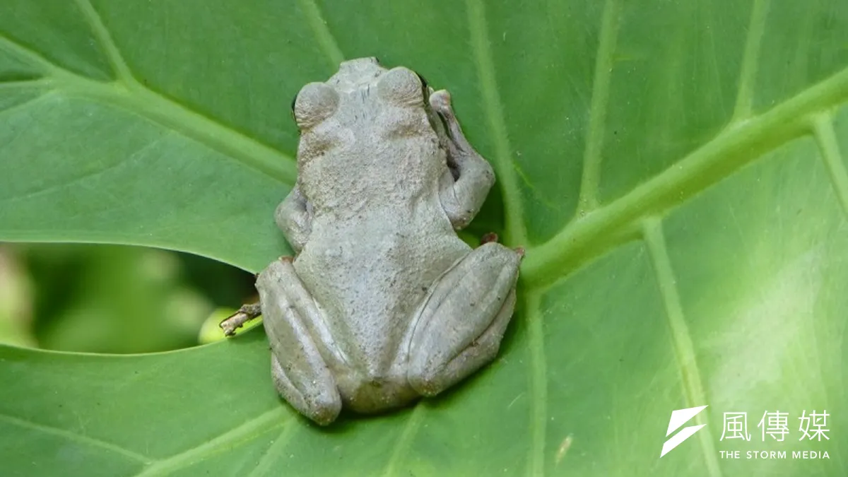 在德國,連蝌蚪青蛙都相對幸福。(圖片取自北市府工務局大地工程處/台灣的青蛙過得也不錯。) 在德國,連蝌蚪青蛙都相對幸福。(圖片取自北市府工務局大地工程處/台灣的青蛙過得也不錯。)