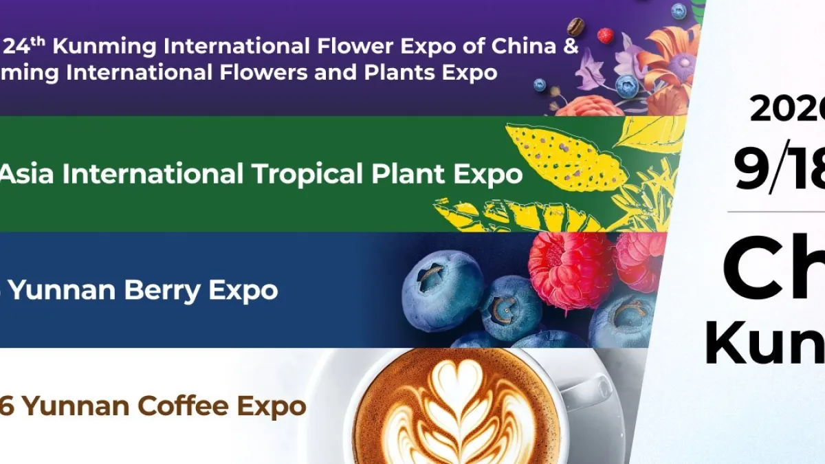 Yunnan Flower Exports Maintain Strong Growth Ahead of IFEX Kunming 2026