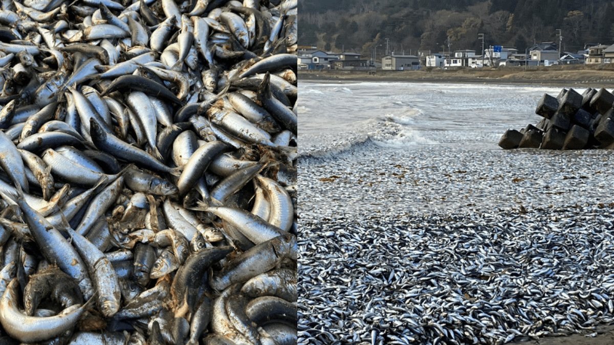 函館市海灘在12月7日發現原因未明魚屍,數量高達數千噸。(圖/翻攝自X/@s6NqUj00cpSJZ19) 函館市海灘在12月7日發現原因未明魚屍,數量高達數千噸。(圖/翻攝自X/@s6NqUj00cpSJZ19)