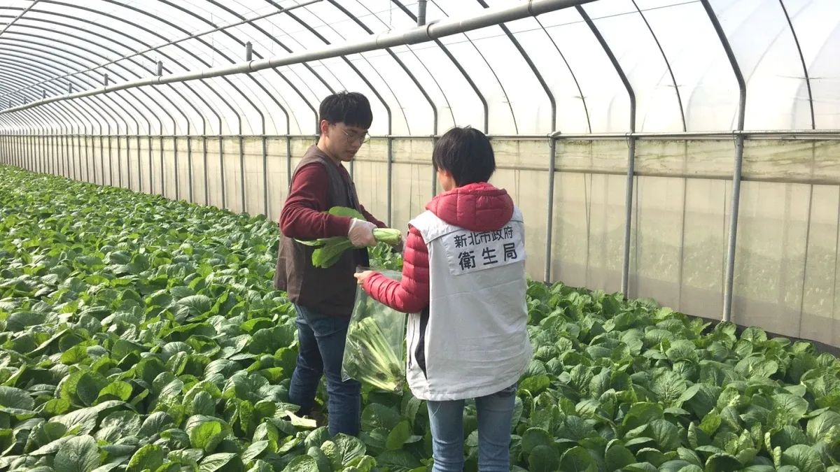 新北市營養午餐供應有機蔬菜政策,除建構有機產業穩定的通路,例行性的源頭抽驗,確保學童吃到安心的有機蔬菜,也是該政策重要環節。近期新北市政府至產地進行有機田間抽驗全數合格。(圖/新北市農業局提供)