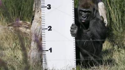 14日從倫敦動物園脫逃的大猩猩肯卜卡,已被順利帶回園內。(美聯社)