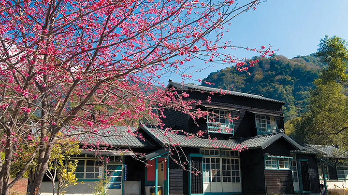 每年約一月下旬開始,櫻花會於萬大電廠廠房、日式宿舍之間陸續盛開。(資料照,台電提供)
