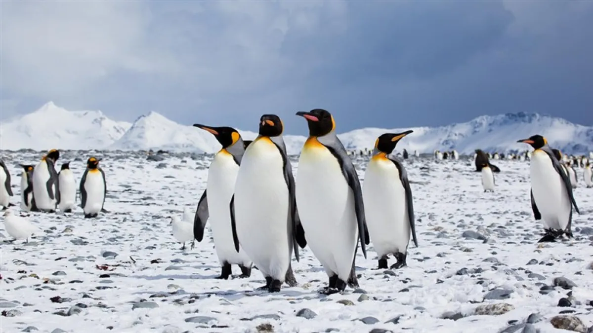 成群可愛又滑稽的企鵝是許多人來到南極希望看到的風景。(圖/Antarctica Bound@flickr)