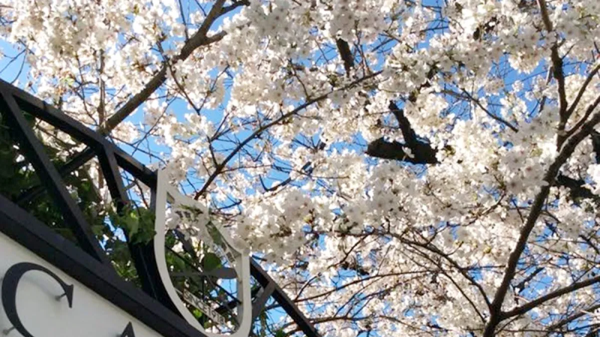 不想在櫻花樹下卡位,不如訂家餐廳優雅的用餐賞櫻。(圖翻攝自/CANAL CAFE@facebook)