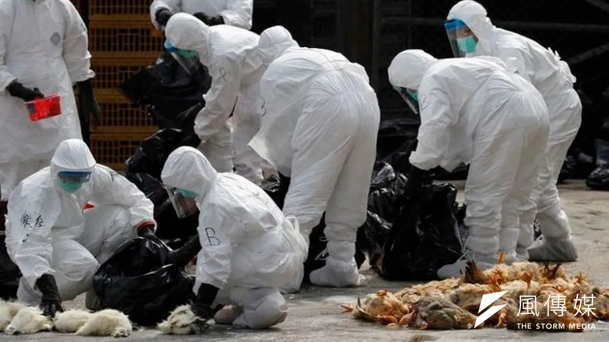 由於驗出H7N9病毒,香港以二氧化碳撲殺一批來自廣東的2萬隻活雞。(美聯社)