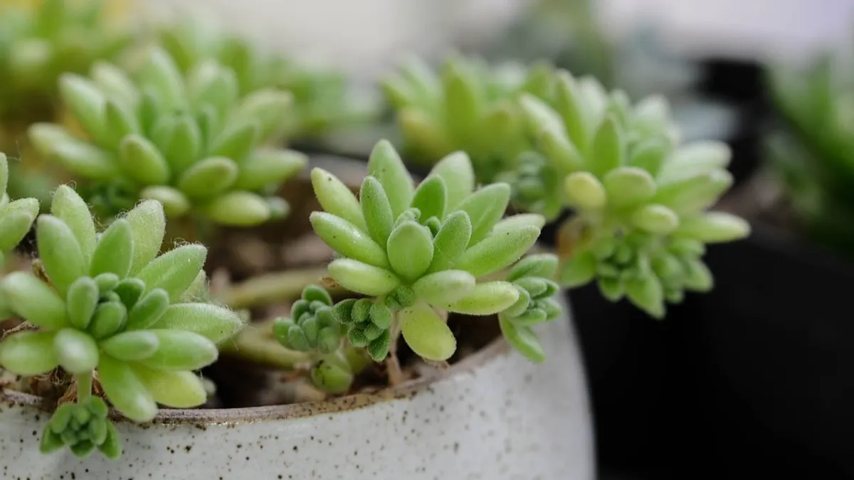 多肉植物堪稱是植物界的萌主,圓圓胖胖的外形,看了好療癒,也因此迷倒了不少人。想要成功種活多肉植物,先從最好種的下手吧!(圖/pixabay) 多肉植物堪稱是植物界的萌主,圓圓胖胖的外形,看了好療癒,也因此迷倒了不少人。想要成功種活多肉植物,先從最好種的下手吧!(圖/pixabay)