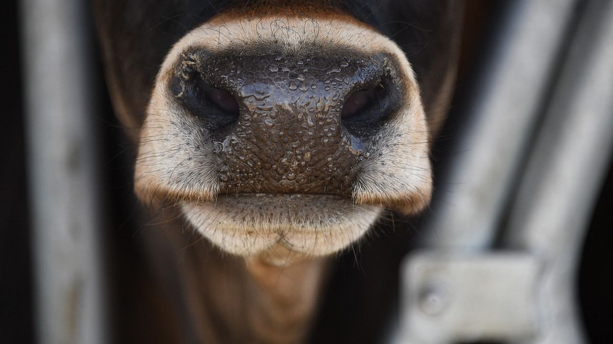 台灣仍有業者違法對牛隻灌水。(示意圖/Pixabay) 台灣仍有業者違法對牛隻灌水。(示意圖/Pixabay)