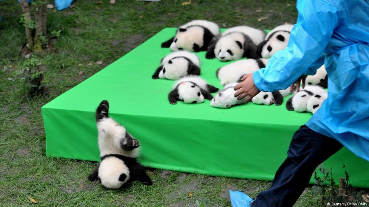 成都大熊貓繁育中心,一隻不慎跌落的熊貓寶寶。(BBC中文網) 成都大熊貓繁育中心,一隻不慎跌落的熊貓寶寶。(BBC中文網)