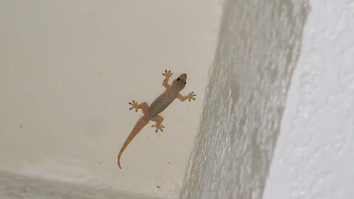 夏季常見壁虎出沒於屋內牆角或光源附近,掌握氣味與習性就能有效防治。(示意圖/取自photo-ac) 夏季常見壁虎出沒於屋內牆角或光源附近,掌握氣味與習性就能有效防治。(示意圖/取自photo-ac)