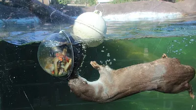 棲地遭汙染破壞 金門水獺數量減少