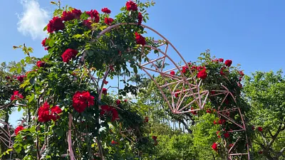 士林官邸玫瑰盛開,「琳達坎貝爾」愛心玫瑰拱門是熱門的打卡點。(圖/臺北市政府公園處提供)