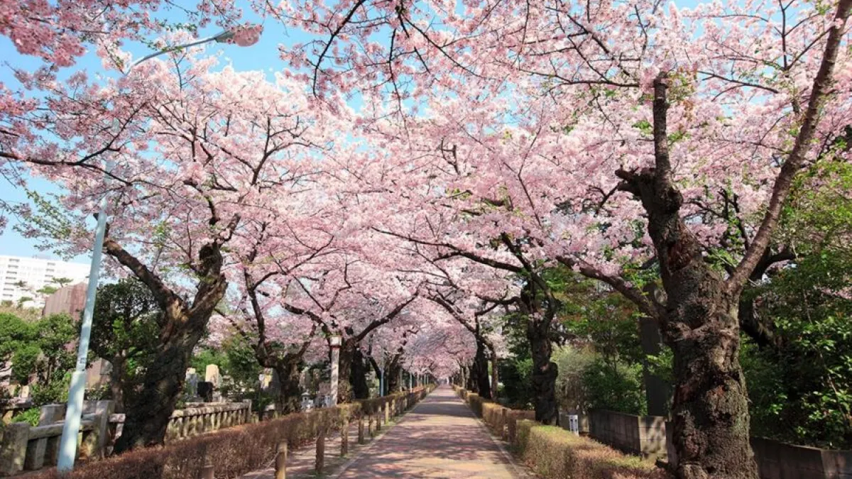 跟著東京在地人的腳步賞櫻花!(圖/ZEKKEI JAPAN)