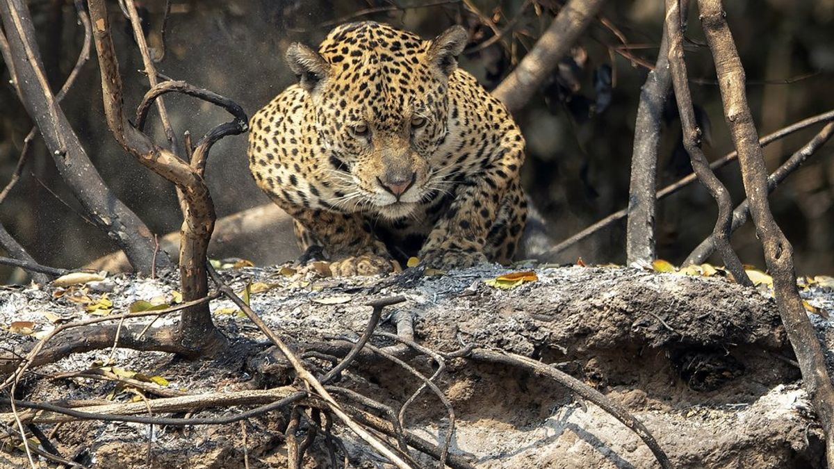 美洲豹。(AP資料照) 美洲豹。(AP資料照)
