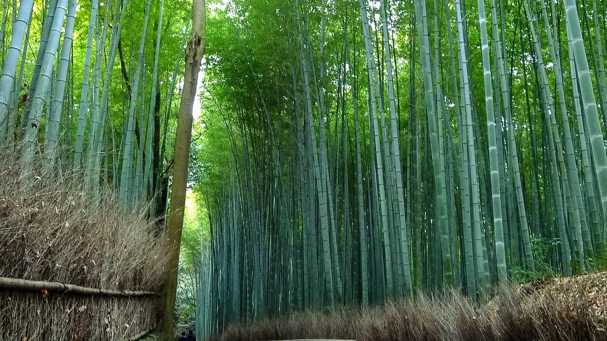 嵐山竹林小徑(郭思蔚攝影)