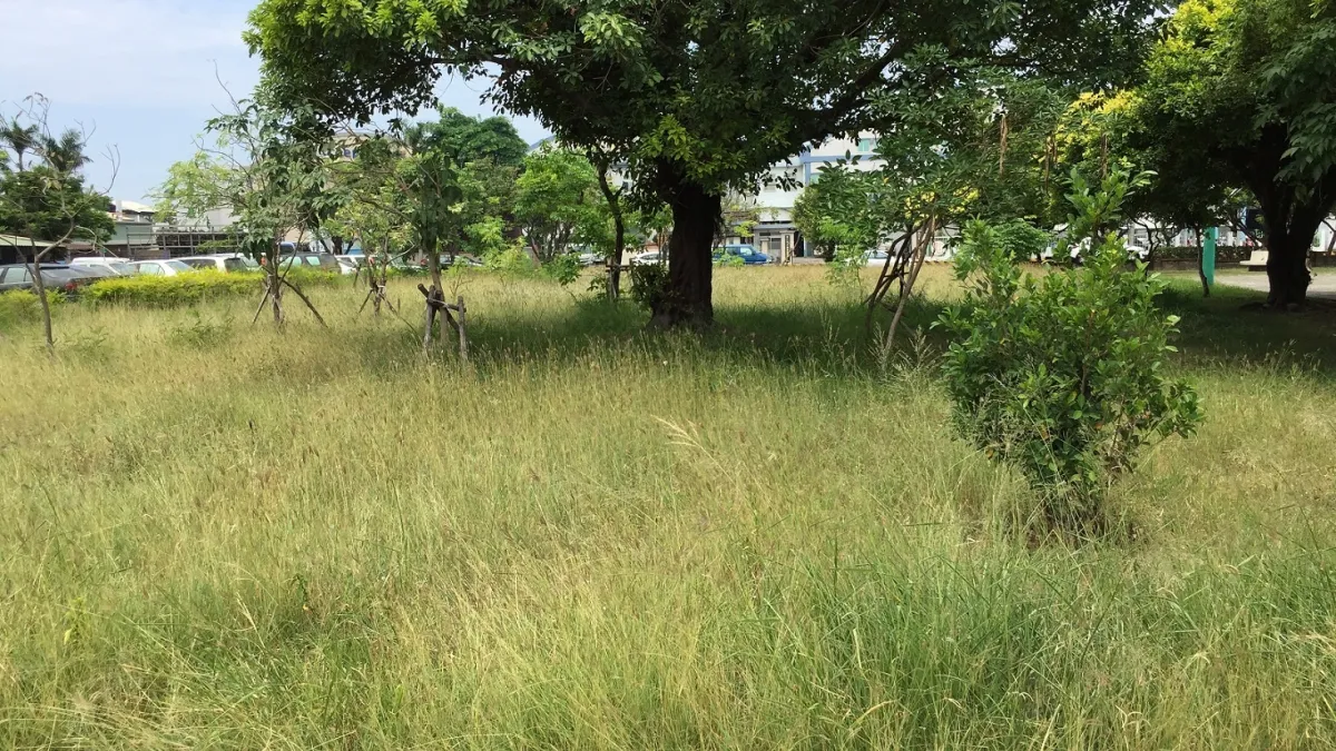 登革熱病媒蚊指數攀升 綠委:國有地先除草