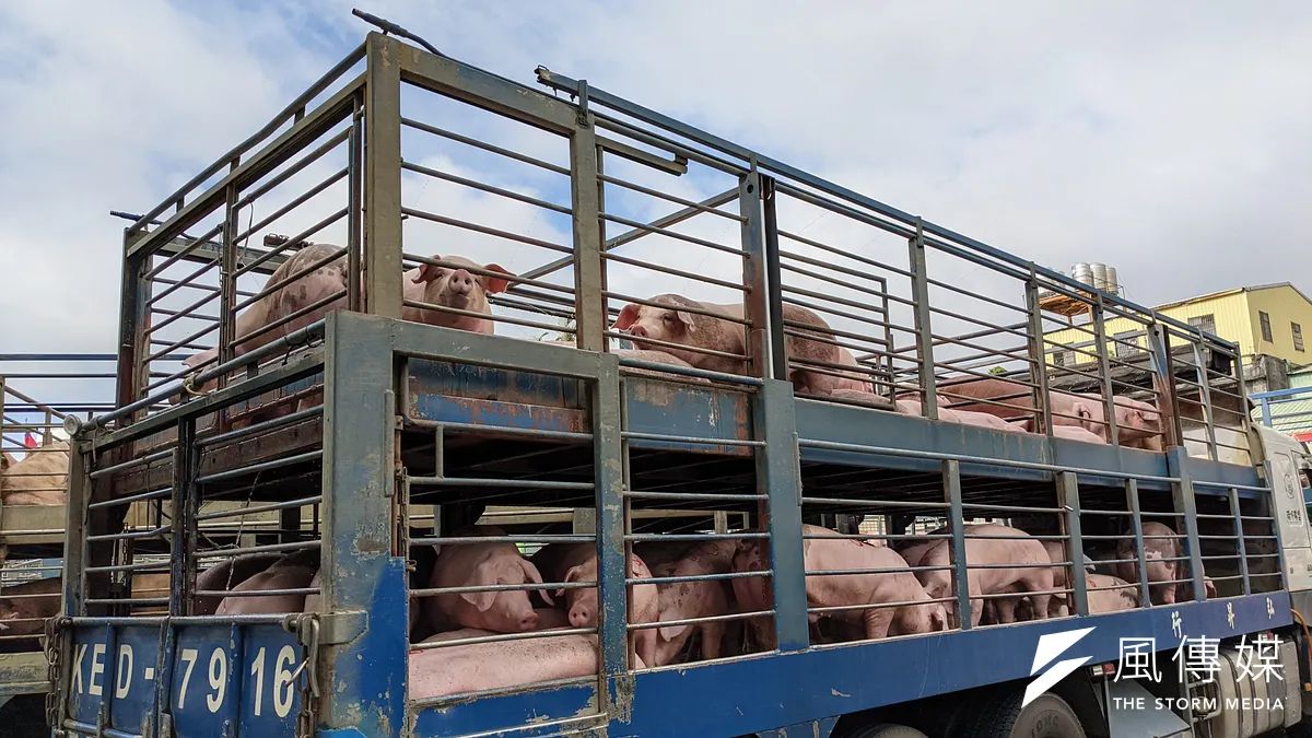 嘉義縣政府繼宣布全縣禁用廚餘養豬後,已啟動高頻率、高強度的稽查行動。(資料照,顏麟宇攝) 嘉義縣政府繼宣布全縣禁用廚餘養豬後,已啟動高頻率、高強度的稽查行動。(資料照,顏麟宇攝)